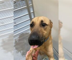 Black Mouth Cur Dogs for adoption in Sugar Land, TX, USA