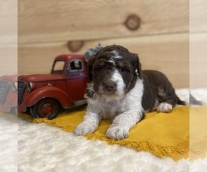 Aussiedoodle Miniature Puppy for sale in SALEM, MO, USA
