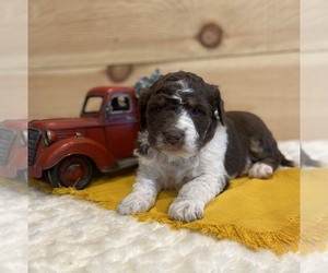 Aussiedoodle Miniature  Puppy for sale in SALEM, MO, USA