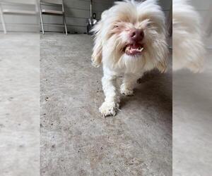 Shih Tzu-Unknown Mix Dogs for adoption in South Lake Tahoe, CA, USA