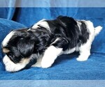 Small #10 Morkie