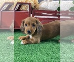 Small #1 Dachshund