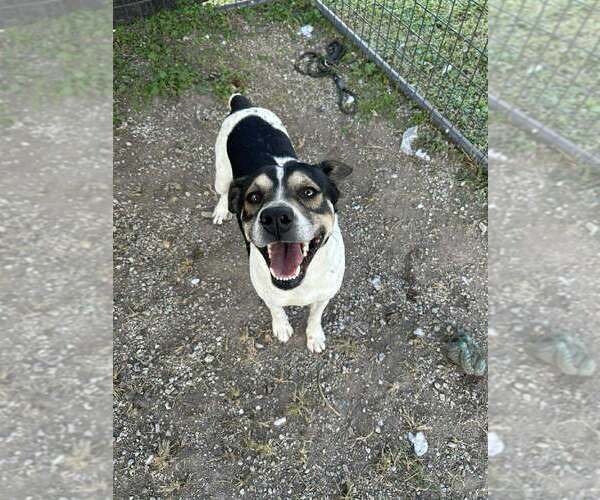 Medium Photo #1 Mutt Puppy For Sale in Abbeville, LA, USA