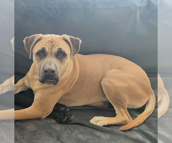 Medium Photo #2 Mastiff-Unknown Mix Puppy For Sale in San Bernardino, CA, USA