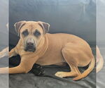 Small #1 Mastiff Mix