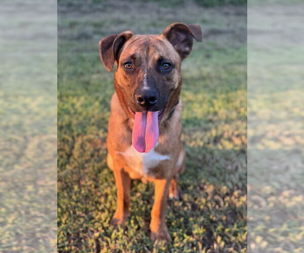 Medium Photo #4 Black Mouth Cur-Unknown Mix Puppy For Sale in Conway, AR, USA