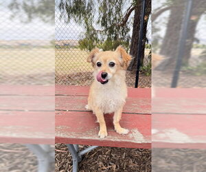 Fox Terrier (Toy) Dogs for adoption in Fremont, CA, USA