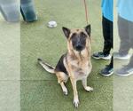Small #1 German Shepherd Dog