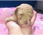 Small Photo #12 Poodle (Toy) Puppy For Sale in CARTHAGE, MO, USA