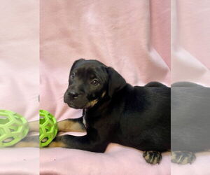 American Pit Bull Terrier-Unknown Mix Dogs for adoption in Hillsboro, MO, USA