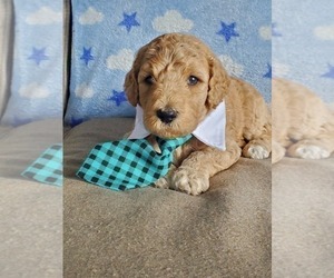 Poodle (Standard) Puppy for Sale in LUTZ, Florida USA