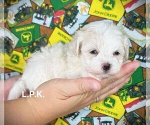 Labradoodle Puppy for sale in WINNSBORO, LA, USA