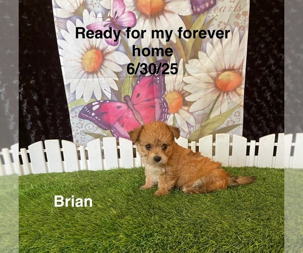 Medium Photo #3 Yo-Chon Puppy For Sale in MOUNT PLEASANT, MI, USA