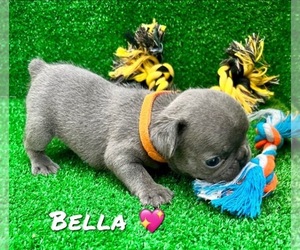 French Bulldog Puppy for sale in WEST PALM BEACH, FL, USA