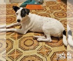 Small Photo #4 Lab-Pointer Puppy For Sale in Washington, DC, USA