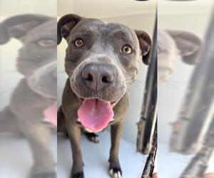 Medium Staffordshire Bull Terrier