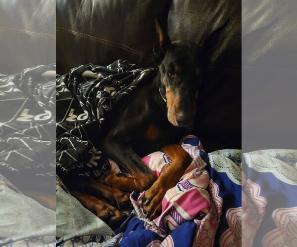 Medium Photo #4 Doberman Pinscher Puppy For Sale in Minneaoplis, MN, USA