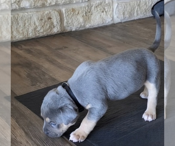 Medium Photo #1 American Bully Puppy For Sale in COPPERAS COVE, TX, USA