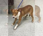 Small American Pit Bull Terrier Mix
