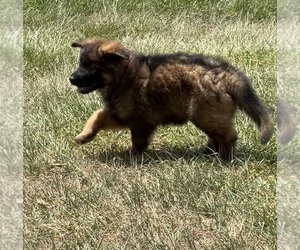 German Shepherd Dog Puppy for Sale in POLK CITY, Florida USA