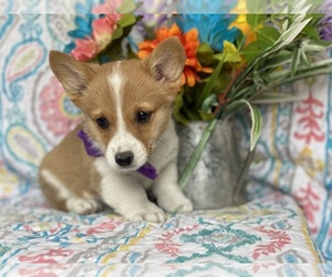 Pembroke Welsh Corgi Puppy for sale in LANCASTER, PA, USA