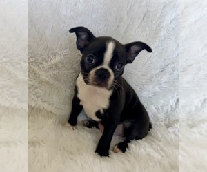 Boston Terrier Puppy for sale in CINCINNATI, OH, USA