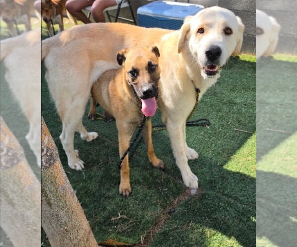 Medium Photo #6 Great Pyrenees-Unknown Mix Puppy For Sale in Lakewood, CO, USA