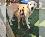 Small Photo #6 Great Pyrenees-Unknown Mix Puppy For Sale in Lakewood, CO, USA