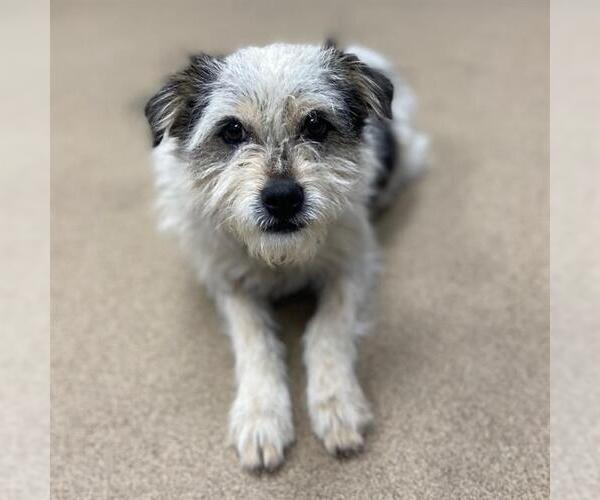 Medium Photo #1 Parson Russell Terrier-Unknown Mix Puppy For Sale in Aurora, CO, USA