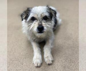 Parson Russell Terrier-Unknown Mix Dogs for adoption in Aurora, CO, USA
