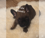Puppy Utride French Bulldog