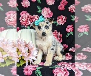 Pomsky Puppy for sale in QUARRYVILLE, PA, USA