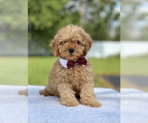 Goldendoodle (Miniature) Puppy for sale in FROSTPROOF, FL, USA