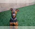 Small #2 Doberman Pinscher Mix