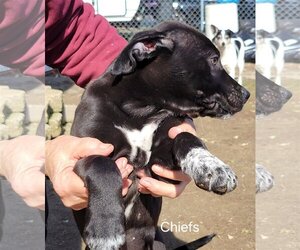 American Pit Bull Terrier-Border Collie Mix Dogs for adoption in Chico, CA, USA