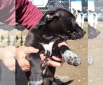 Small Photo #1 American Pit Bull Terrier-Border Collie Mix Puppy For Sale in Chico, CA, USA