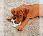 Small #1 Vizsla Mix