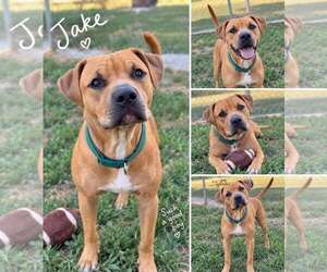 Jake - Male Mutt Dog for Adoption - Photo #2