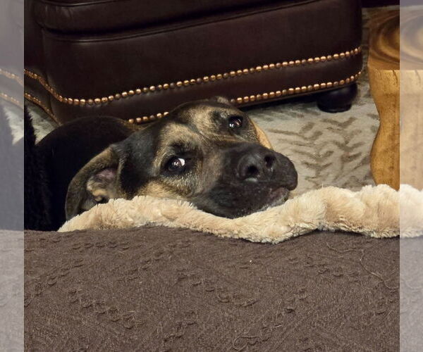 Medium Photo #7 Mutt Puppy For Sale in Mount Laurel, NJ, USA