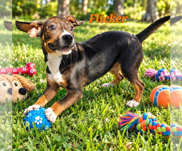 Medium Photo #2 Doxle Puppy For Sale in Southbury, CT, USA