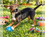 Small Photo #2 Doxle Puppy For Sale in Southbury, CT, USA