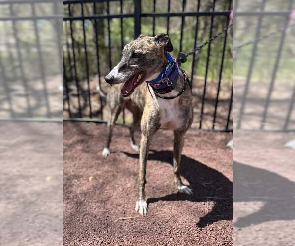 Medium Photo #4 Greyhound Puppy For Sale in Cherry Hill, NJ, USA