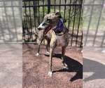 Small #3 Greyhound