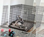 Small #1 Great Dane