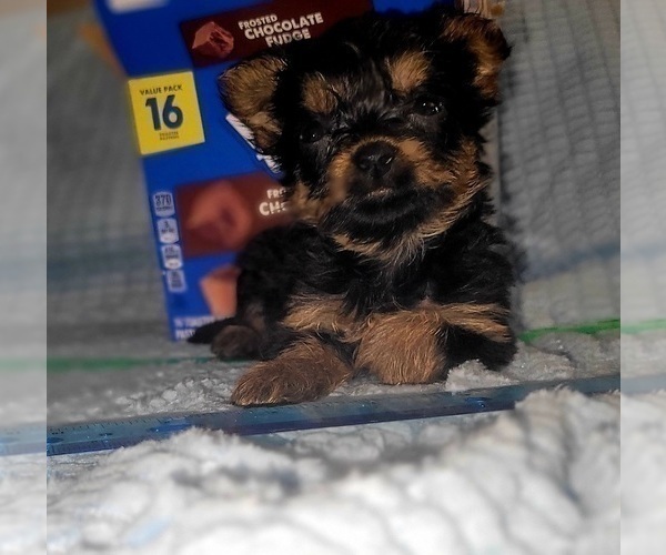 Medium Photo #214 Yorkshire Terrier Puppy For Sale in AKRON, OH, USA