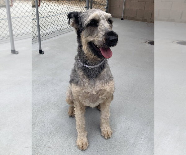 Medium Photo #3 - Mix Puppy For Sale in Salinas, CA, USA