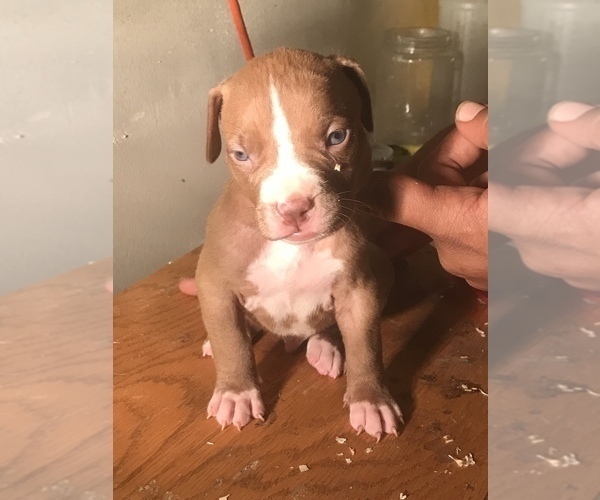 Medium Photo #20 American Bully Puppy For Sale in CO SPGS, CO, USA