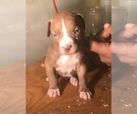 Small Photo #20 American Bully Puppy For Sale in CO SPGS, CO, USA