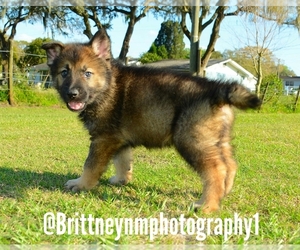 German Shepherd Dog-Siberian Husky Mix Puppy for sale in MULBERRY, FL, USA