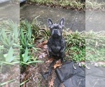 Small French Bulldog